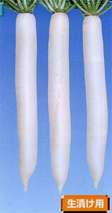 Rz 2dl 卪 _CR ynӍ̎   ^l zyʏ5{ 5̂̓|Cg10{z