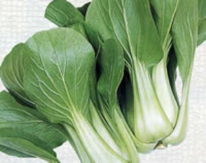 ɓ`QTC(CR) 2dl [ `Q `QTC 񂰂񂳂ynӍ̎   ^l zyʏ5{ 5̂̓|Cg10{z