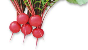 Ԋۋ\卪 1L 卪 _CR  G琬 y]_|   ^lzyʏ5{ 5̂̓|Cg10{ΏۊOi|Cg3{Œ菤iz