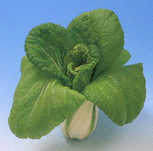 蔒 1L  nNTC ͂ G琬 y]_|   ^lzyʏ5{ 5̂̓|Cg10{ΏۊOi|Cg3{Œ菤iz