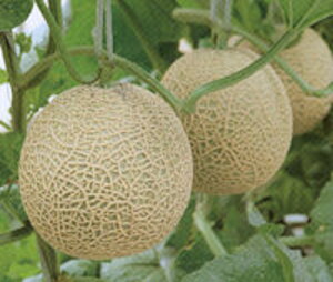 アールスセイヌ夏3 100粒 めろん メロン 舐瓜 ヤエ交配 【八江農芸 種 たね タネ】【通常5倍 5のつく日はポイント10倍対象外商品ポイント3倍固定商品】