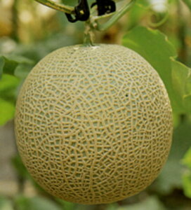 A[XZCkH~1 100 ߂  rZ Gz y]_|   ^lzyʏ5{ 5̂̓|Cg10{ΏۊOi|Cg3{Œ菤iz