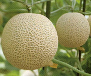 A[XZCkt1 100 ߂  rZ Gz y]_|   ^lzyʏ5{ 5̂̓|Cg10{ΏۊOi|Cg3{Œ菤iz