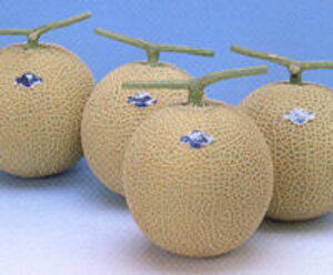 A[XZCkt2 100 ߂  rZ Gz y]_|   ^lzyʏ5{ 5̂̓|Cg10{ΏۊOi|Cg3{Œ菤iz