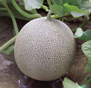 V[bN 100 ߂  rZ Gz y]_|   ^lzyʏ5{ 5̂̓|Cg10{ΏۊOi|Cg3{Œ菤iz