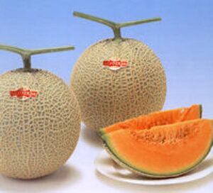 pX t1iԓj 100 ߂  rZ Gz y]_|   ^lzyʏ5{ 5̂̓|Cg10{ΏۊOi|Cg3{Œ菤iz