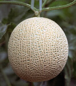 xl`At1 100 ߂  rZ Gz y]_|   ^lzyʏ5{ 5̂̓|Cg10{ΏۊOi|Cg3{Œ菤iz