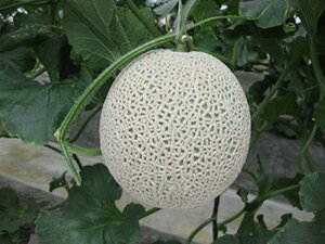 ~mt2 100 ߂  rZ Gz y]_|   ^lzyʏ5{ 5̂̓|Cg10{ΏۊOi|Cg3{Œ菤iz