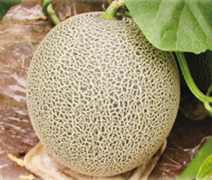 p2 100 ߂  rZ Gz y]_|   ^lzyʏ5{ 5̂̓|Cg10{ΏۊOi|Cg3{Œ菤iz