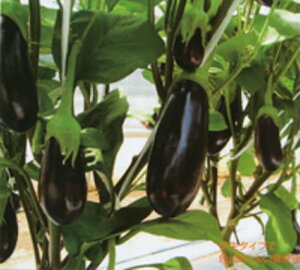 Cu 1000 iX Ȃ ֎q Gz y]_|   ^lzyʏ5{ 5̂̓|Cg10{ΏۊOi|Cg3{Œ菤iz