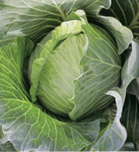 ؐH × 20ml Lxc Gz y]_|   ^lzyʏ5{ 5̂̓|Cg10{ΏۊOi|Cg3{Œ菤iz