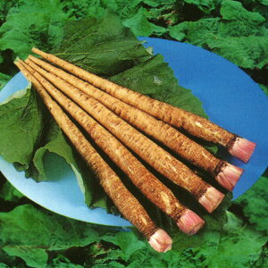 Ă 2dl  S{E ڂy̎팤   ^l zyʏ5{ 5̂̓|Cg10{z