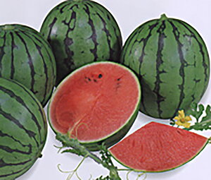 Ђ߂ 200 XCJ  Zya_   ^lzyʏ5{ 5̂̓|Cg10{z