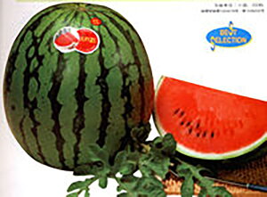 ȉ}bNXRE 200 XCJ  Zya_   ^lzyʏ5{ 5̂̓|Cg10{z