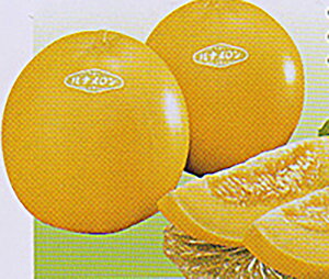 ai 100 ߂  rZya_   ^lzyʏ5{ 5̂̓|Cg10{z