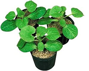 Vy 1dl  _CM ya_   ^lzyʏ5{ 5̂̓|Cg10{z