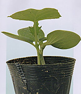 ͈M (u[X) 350  _CM ya_   ^lzyʏ5{ 5̂̓|Cg10{z