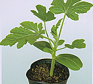 f r {NT[ 200  _CM ya_   ^lzyʏ5{ 5̂̓|Cg10{z