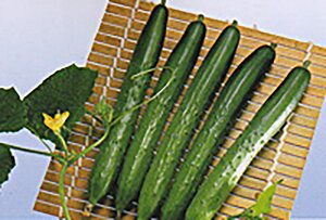 V 350 ӉZ LE イVyʏ5{ 5̂̓|Cg10{z