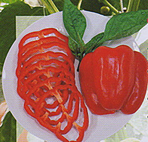 N\r[() 10ml s[} ҁ[܂ya_   ^lzyʏ5{ 5̂̓|Cg10{z