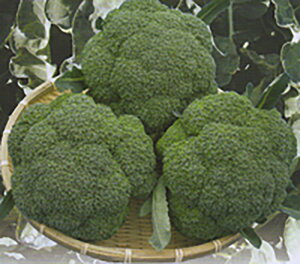 O[_C 2000 ubR[ya_   ^lzyʏ5{ 5̂̓|Cg10{z