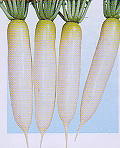 Dt 20ml 卪 _CR ya_   ^lzyʏ5{ 5̂̓|Cg10{z