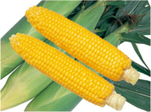 AC_zXC[g88 tBR[g1l XC[gR[ c yc   ^l zyʏ5{ 5̂̓|Cg10{ΏۊOi|Cg3{Œ菤iz