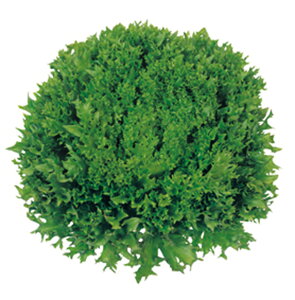 tACX ybgR[g5痱PC ^X c yc   ^l zyʏ5{ 5̂̓|Cg10{ΏۊOi|Cg3{Œ菤iz