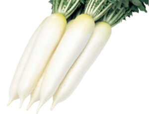 Ӓ쑾 tBR[g20ml 卪 _CR  c yc   ^l zyʏ5{ 5̂̓|Cg10{ΏۊOi|Cg3{Œ菤iz