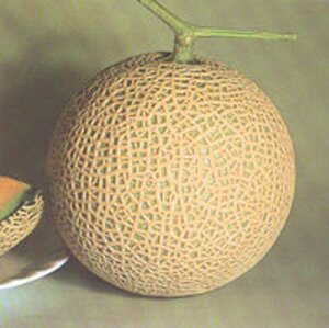 eBt@j[328 100 ߂  rZ EGLz lA ylA   ^l zyʏ5{ 5̂̓|Cg10{z