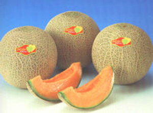 NCV[ 100 ߂  rZ EGLz lA ylA   ^l zyʏ5{ 5̂̓|Cg10{z