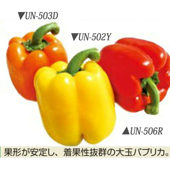 Un 506r 赤 500粒 ぴーまん ウエキ交配 ピーマン 横浜植木 売れ筋ランキングも掲載中 500粒
