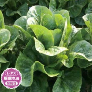 UC-061 LR[g5痱 ^X EGL琬 lA ylA   ^l zyʏ5{ 5̂̓|Cg10{z