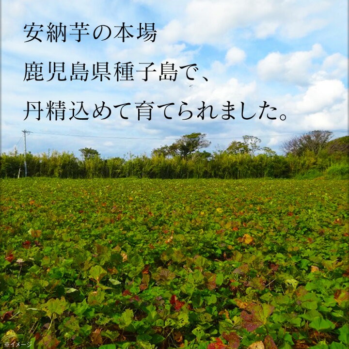 楽天市場】安納芋 さつまいも 種子島産 生芋 6kg 1箱 送料無料 Mサイズ 土付き 鹿児島産 安納いも サツマイモ 美味しい 美容 ギフト 焼き芋に : 情熱畑 楽天市場店 楽天市場】安納芋 さつまいも 種子島産 生芋 6kg 1箱 送料無料 Mサイズ 土付き 鹿児島産 安納いも サツマイモ 美味しい 美容 ギフト 焼き芋に : 情熱畑 楽天市場店