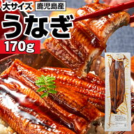 【P2倍】 お中元 うなぎ 国産 ギフト 鹿児島 大隅産 鰻 170g 1尾/2尾/3尾/4尾 国産うなぎ 無頭 蒲焼き 送…