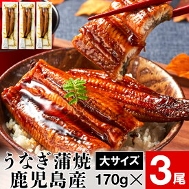 【ポイント2倍 最短当日出荷】 うなぎ 国産 鰻 蒲焼き 母の日 ギフト 大サイズ 170g 3尾 鹿児島 ウナギ 送料無料 プレゼント 取り寄せ うなぎ蒲焼き 冷凍 土用の丑の日 おいしい 高級 国産うなぎ 蒲焼