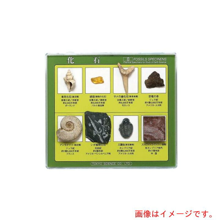 楽天市場】アズワン AS 化石標本 8種 【品番：3-654-02】 : 住設 