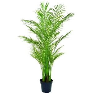 yʓrzO[xiGlobenj@lH؁@tFCNO[@AJV@pt@yiԁFA70TR125z