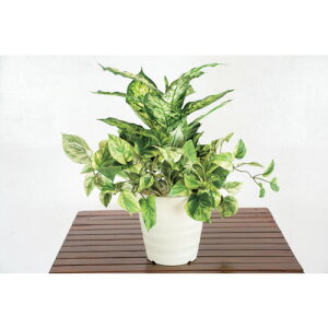 O[NX@lH؁^lHϗtA@fBtFoLAA@yiԁF6300028770z