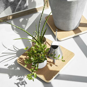 RƁ@CeA  XNGA i` 4903208100656@yiԁF10065z