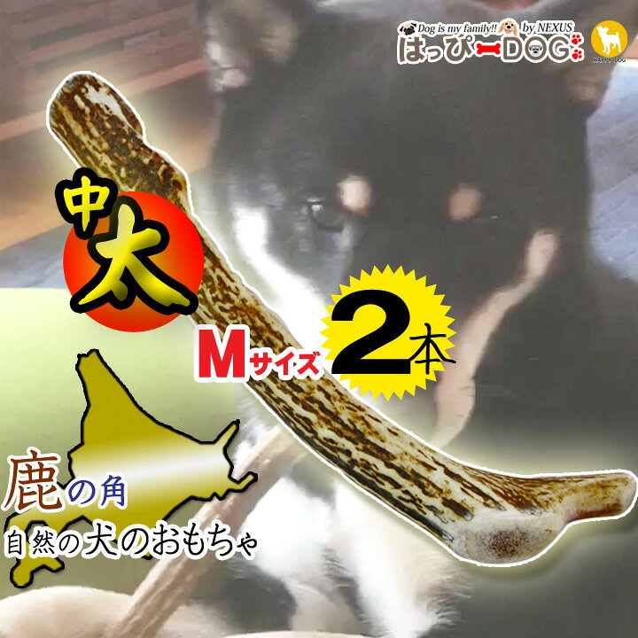 楽天市場】【2本セット】鹿の角 鹿 角 Mサイズ 北海道 国産 鹿角 犬の 