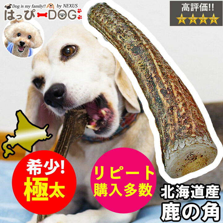 楽天市場】鹿の角 鹿 角 XLサイズ 大型犬 北海道 国産 鹿角 犬の 