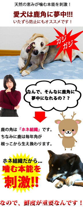楽天市場 喰いつきが凄い 天然 犬のおもちゃ 北海道産 鹿の角 犬 おもちゃ cm 中型犬 小型犬 楽天ランキング1位 鹿角 鹿 角 半割ロング 北海道 国産 犬 いぬ イヌ 犬用 噛む おやつ ドッグガム デンタルケア デンタル効果 口臭対策 無添加 壊れない ペット はっ