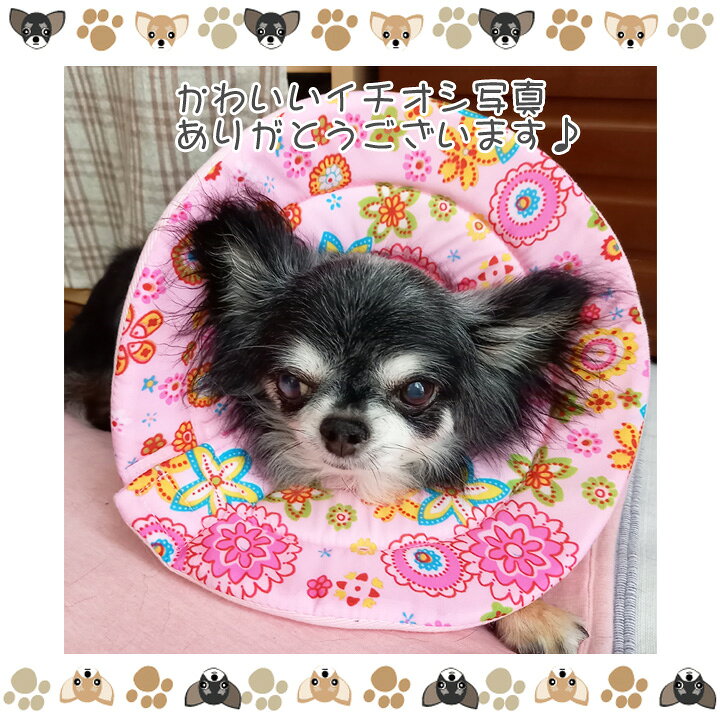 楽天市場 楽天ランキング1位 犬 ソフトエリザベスカラー エリザベスカラー 手術後 服 布 ソフト 軽量 軽い 猫 花柄 傷舐め防止 マジックテープ 柔らかい 傷口 舐め 防止 寝るとき ご飯 保護 術後 怪我 手術 スポンジ 衝撃 枕 はっぴーdog 可愛い犬服屋さん