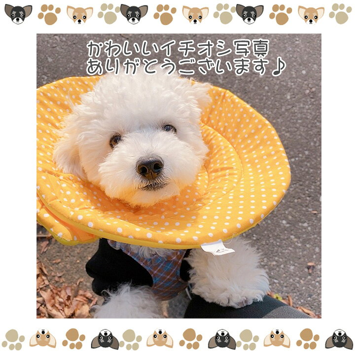 楽天市場 犬 ソフトエリザベスカラー エリザベスカラー 手術後 服 布 ソフト 軽量 軽い 猫 花柄 傷舐め防止 マジックテープ 柔らかい 傷口 舐め 防止 寝るとき ご飯 保護 術後 怪我 手術 スポンジ 衝撃 枕 はっぴーdog 可愛い犬服屋さん
