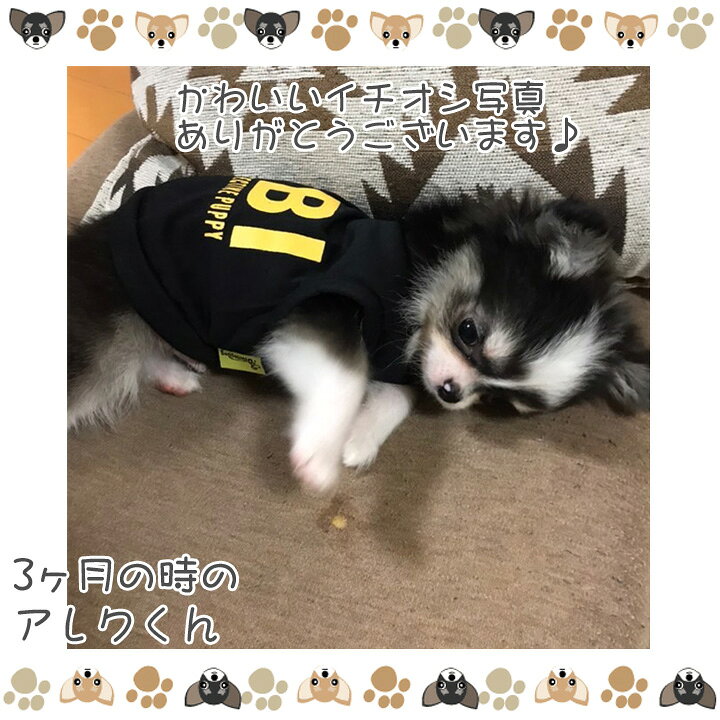 楽天市場 カッコ可愛いfbiロゴタンクトップ 犬 服 犬服 ドッグウェア タンクトップ 袖なし Fbi 秋 冬 秋冬 冬服 おしゃれ 可愛い 女の子 男の子 トイプードル チワワ 洋服 はっぴーdog