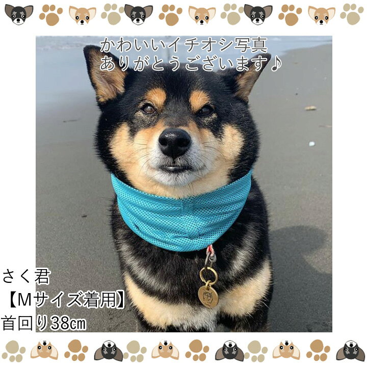 楽天市場 熱中症対策ひんやりクールバンダナ 楽天ランキング1位 クールネック 犬服 いぬ 犬の服 タオル バンド ひんやり 涼しい 冷却 バンダナ 犬用 クール スカーフ 暑さ対策 熱中症 予防 大型犬 春 夏 春夏 夏服 男の子 小型犬 中型犬 かわいい犬服屋