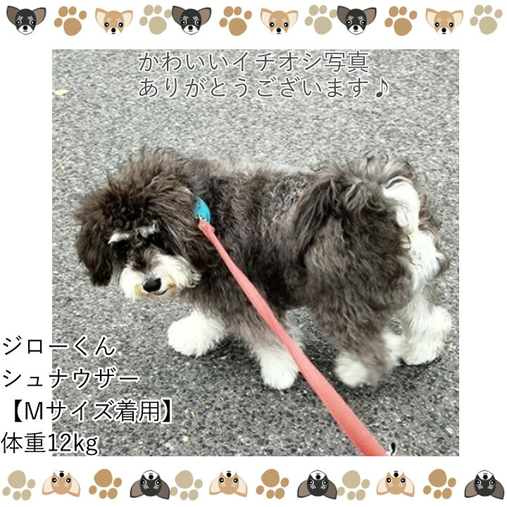 楽天市場 熱中症対策ひんやりクールバンダナ 楽天ランキング1位 クールネック 犬服 いぬ 犬の服 タオル バンド ひんやり 涼しい 冷却 バンダナ 犬用 クール スカーフ 暑さ対策 熱中症 予防 大型犬 春 夏 春夏 夏服 男の子 小型犬 中型犬 かわいい犬服屋