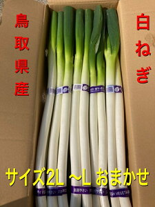 白ネギ ねぎの人気商品 通販 価格比較 価格 Com