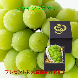 y8{菇\zVC}XJbg 1[600g`700g Ԃǂ ugE  Yn܂ s꒼  Mtg  H̓ hV̓ v[g ʕ t[c {̉ʕ 